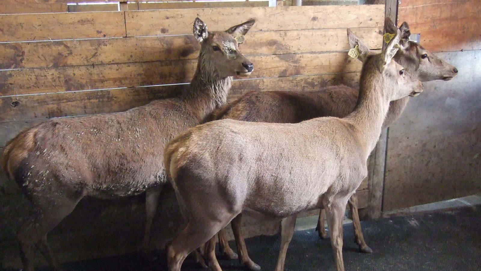 deer standing on unimat surface