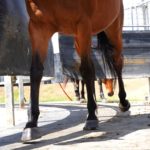 horse running on horse walker mats