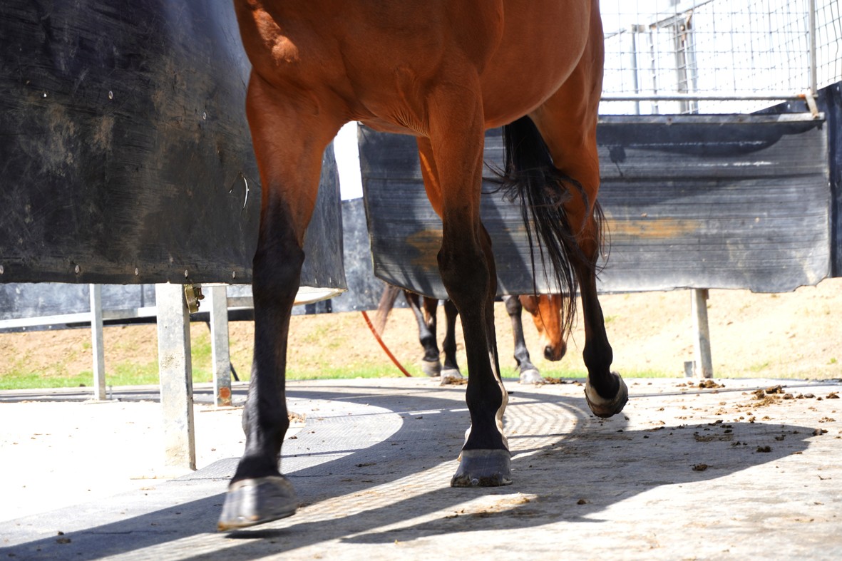 horse running on horse walker mats
