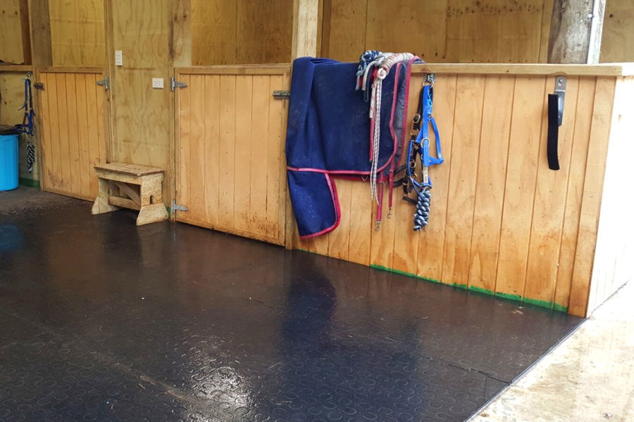 belmondo installed in a horse stable