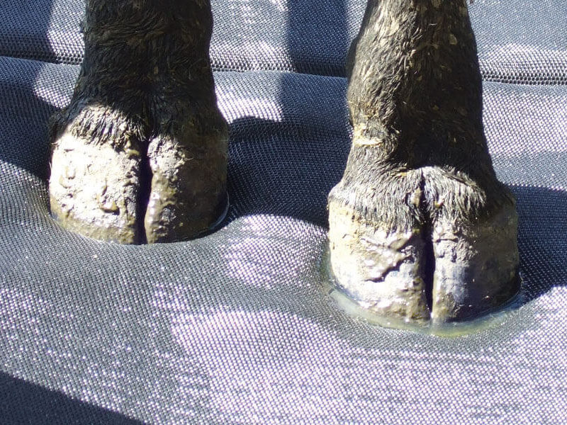 cow standing on hoofcare mat