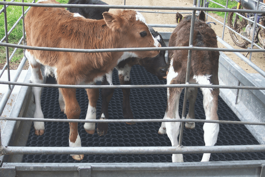 calves in a trailer standing on SureFoot rubber mat