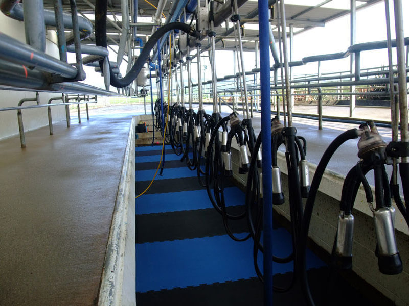 herringbone pit with comfortzone installed