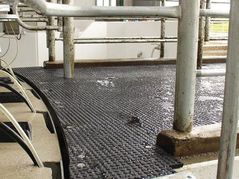double stud mat on dairy shed entry exit