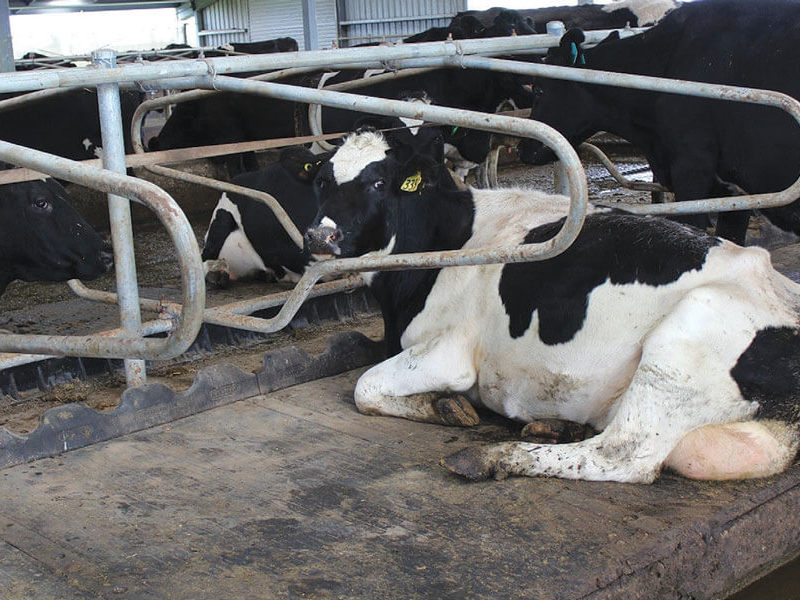 cow lying down on wingflex rubber mat
