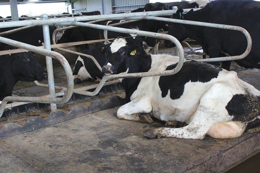 cow lying down on wingflex rubber mat