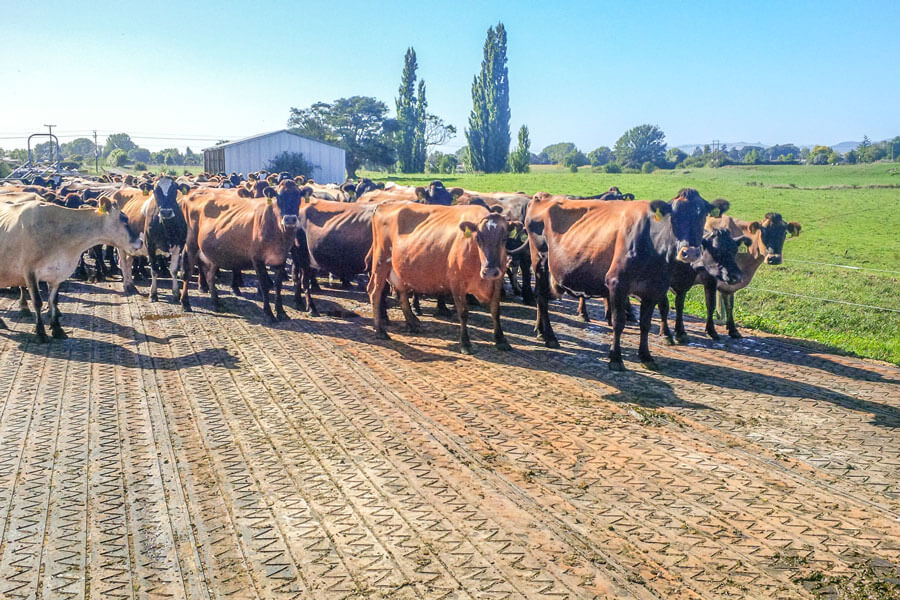 cows on zigzag mat on a dairy track