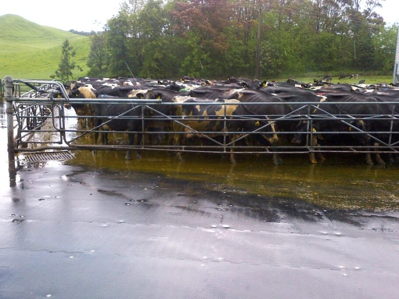 cows on kura yard in Tirau