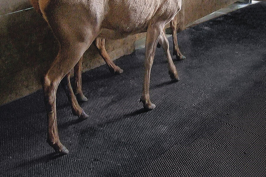 deer standing on unimat deer mats