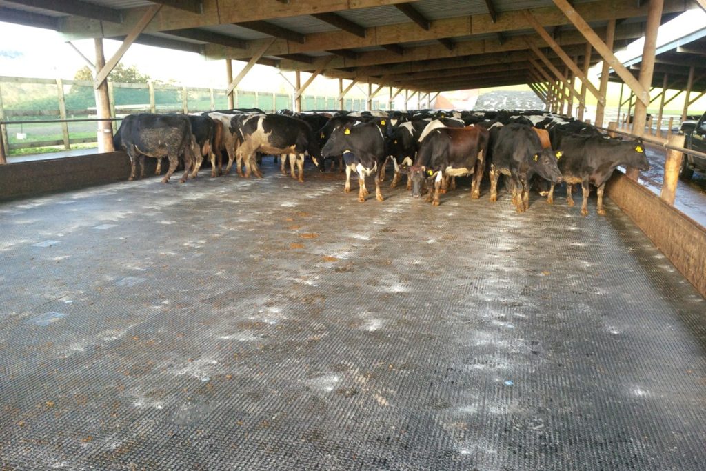 double stud mat on a dairy feed pad