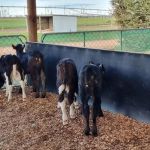 FlexiShield for calf pens