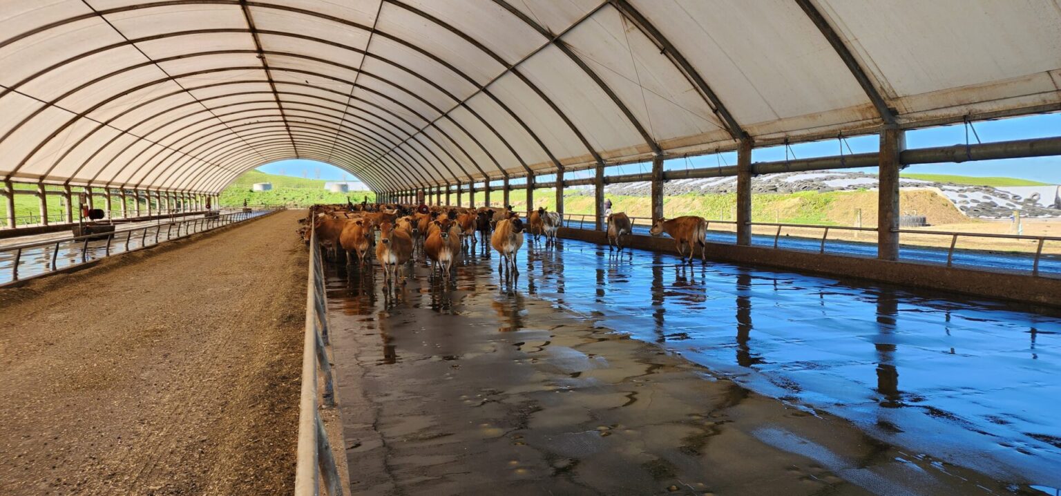 Building A Paddock How Much Does It Cost to Build an Off-Paddock Facility in 2024 ...