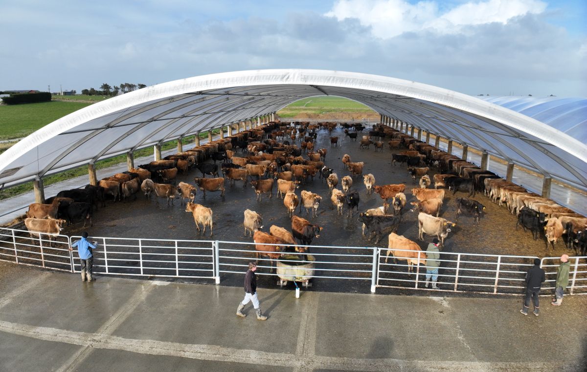Jersey Girl open day. June 24, 2025