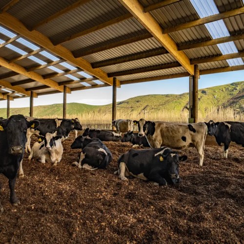 Composting Barn at Willesden Farm, in the Kaituna Valley.