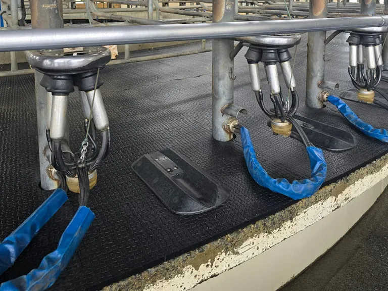 Full Kura Cover at Okaihau