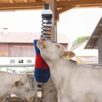 Flexi Swing Scratch Brush