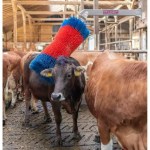 Free Swing Maxi Scratch Brush