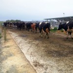 Cow carpet