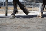 Horse Walker Mat