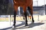 Horse Walker Mat