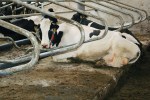 Wela Cow Bed