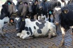 HerdHome® SlatMat