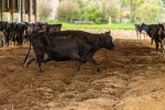 Dairy cows walking through a covered barn