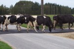Cow Trax