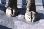 Hoofcare Mat