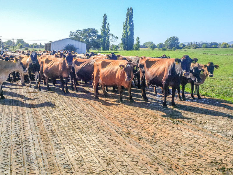 Dairy | NumatAGRI Rubber Matting & Safety Surfacing